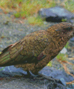 Kea Diamond Painting