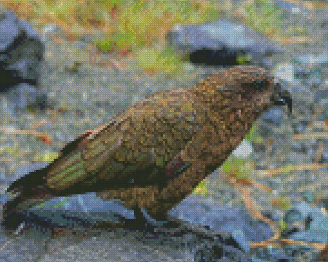 Kea Diamond Painting