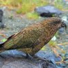 Kea Diamond Painting