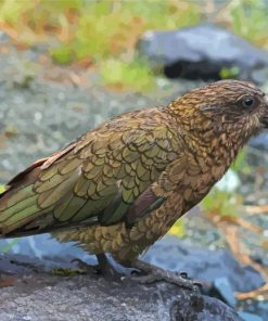 Kea Diamond Painting