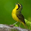 Kentucky Warbler Yellow Bird Diamond Painting