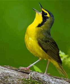 Kentucky Warbler Yellow Bird Diamond Painting