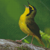 Kentucky Warbler Yellow Bird Diamond Painting