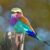 Lilac Breasted Roller Diamond Painting