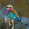 Lilac Breasted Roller Diamond Painting