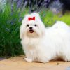 Maltese Dog Diamond Painting