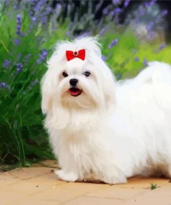 Maltese Dog Diamond Painting