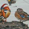 Mandarin Duck And Wood Duck Diamond Painting