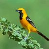 Old World Orioles Bird Diamond Painting