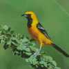 Old World Orioles Bird Diamond Painting