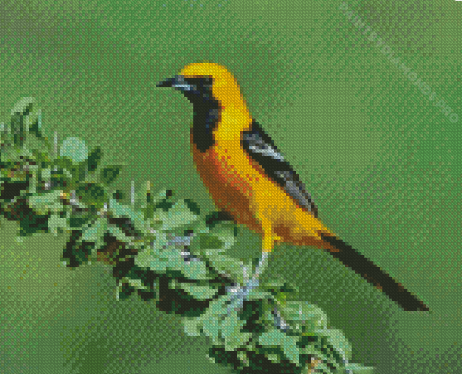 Old World Orioles Bird Diamond Painting