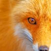 Orange Fox Side Face Diamond Painting