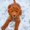 Red Golden Doodle In Snow Diamond Painting