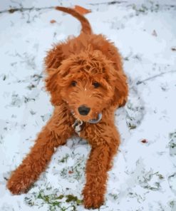 Red Golden Doodle In Snow Diamond Painting