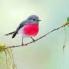 Rose Robin On Tree Branch Diamond Painting