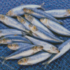 Sardines Fish Diamond Painting