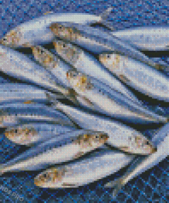 Sardines Fish Diamond Painting