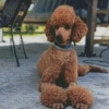 Standard Poodle Diamond Painting