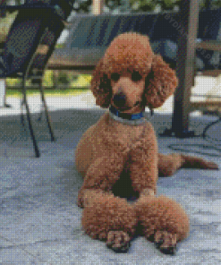 Standard Poodle Diamond Painting