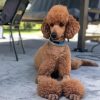 Standard Poodle Diamond Painting