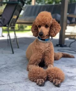 Standard Poodle Diamond Painting