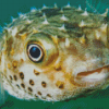 The Puffer Fish Underwater Diamond Painting