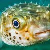 The Puffer Fish Underwater Diamond Painting