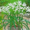 White Nerine Plant Pot Diamond Painting