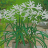 White Nerine Plant Pot Diamond Painting