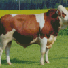 White And Brown Simmental Cattle Diamond Painting