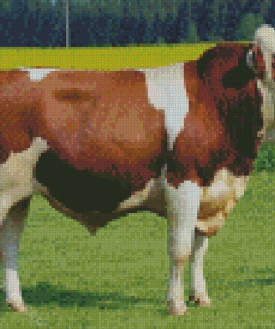 White And Brown Simmental Cattle Diamond Painting