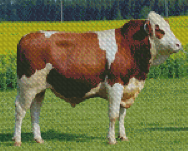 White And Brown Simmental Cattle Diamond Painting