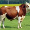 White And Brown Simmental Cattle Diamond Painting