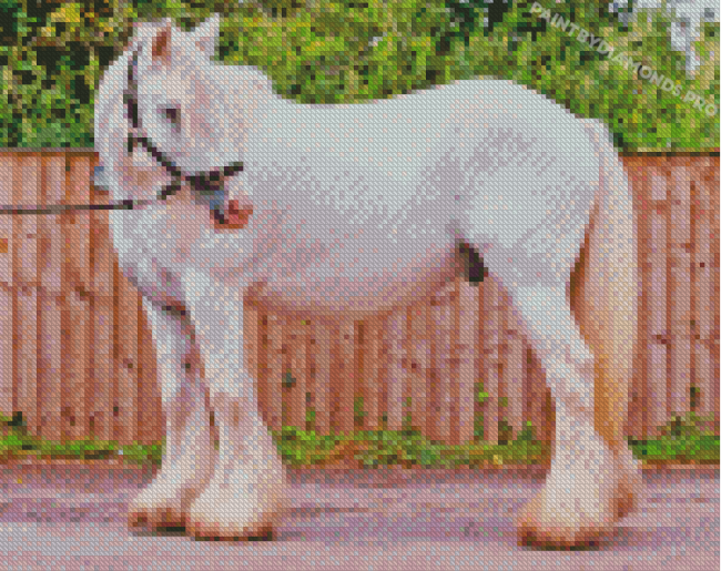 White Cob Horse Animal Diamond Painting