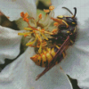 Yellow Jacket On White Flower Diamond Painting