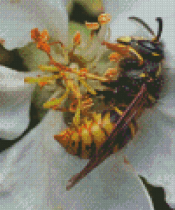 Yellow Jacket On White Flower Diamond Painting