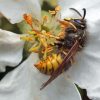 Yellow Jacket On White Flower Diamond Painting