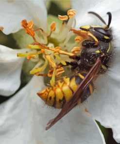 Yellow Jacket On White Flower Diamond Painting