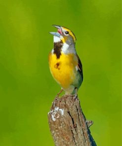 Aesthetic Dickcissel Diamond Painting