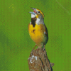 Aesthetic Dickcissel Diamond Painting