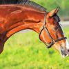 Brown Horse Animal In Farm Diamond Painting