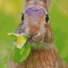 Bunny Eating Grass Diamond Painting