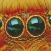 Close Up Spider Eye Diamond Painting