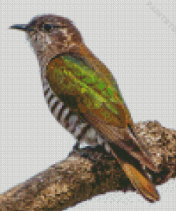 Cool Shining Bronze Cuckoo Diamond Painting