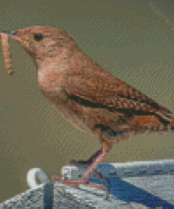 Cool California Wren Diamond Painting