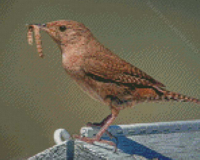 Cool California Wren Diamond Painting