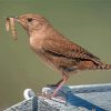 Cool California Wren Diamond Painting