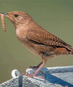 Cool California Wren Diamond Painting