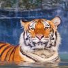 Cute Tiger In The Water Diamond Painting