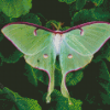 Green Moon Moth Diamond Painting